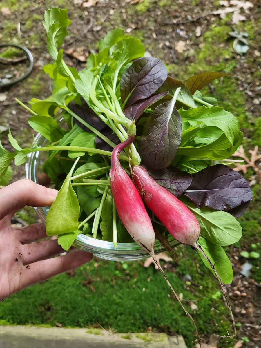 If you’ve ever looked at a tree and thought “whoa, that is so high resolution”, gardening is for you. 🌿

My latest blog post is up -

The Cottagecore Coder
Coding for Life: on learning to garden and program at the same time

magewrites.com/blog/cottageco…