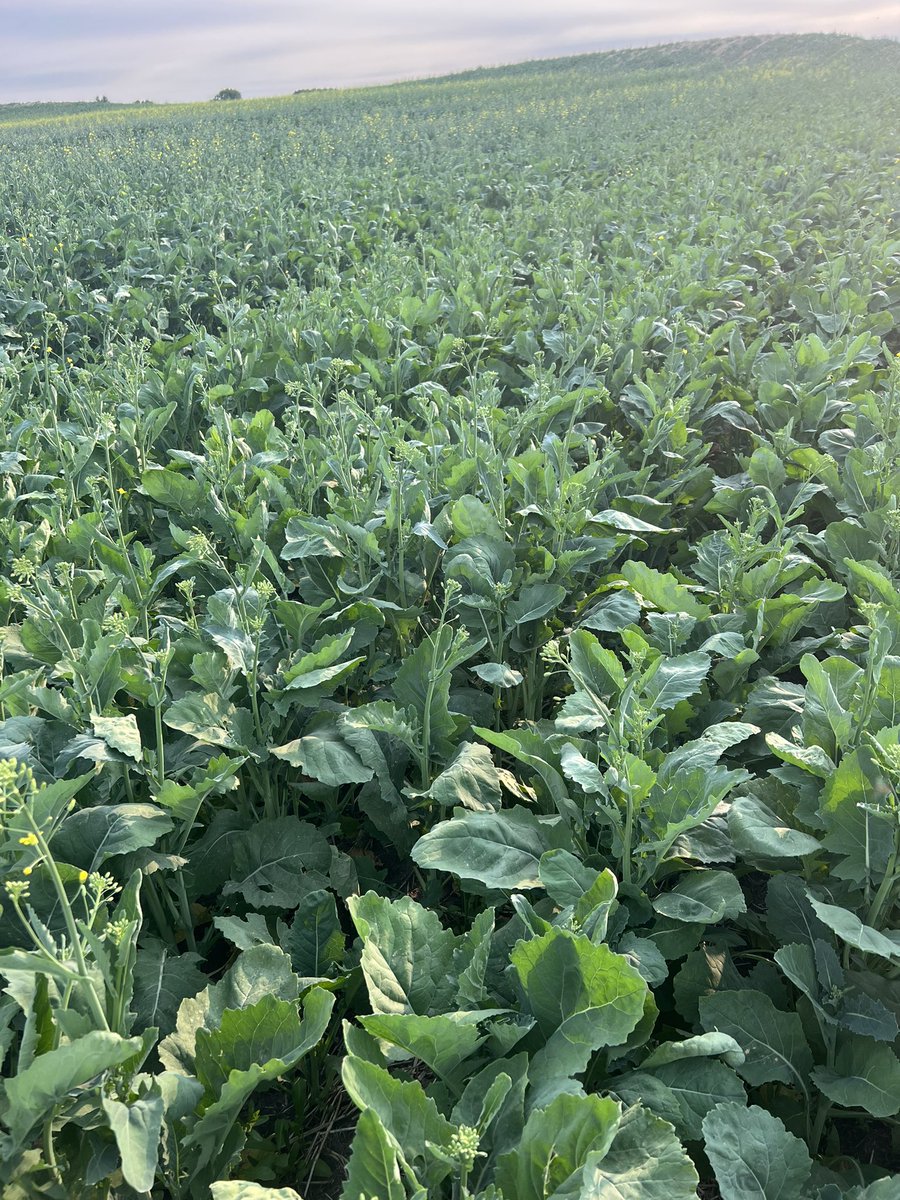4sunsAg's tweet photo. P505MSL late seeded it’s holding on but needs a rain. #canola #food #agriculture #farmsofcanada @PioneerSeedsCA https://t.co/HKAOPzHjsd