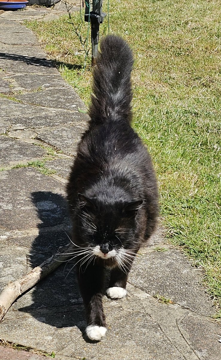 Strolling into #TuxieTuesday.. hey friends 😻😻
#CatsOfTwitter #gremlin #Hedgewatch #tuxiegang