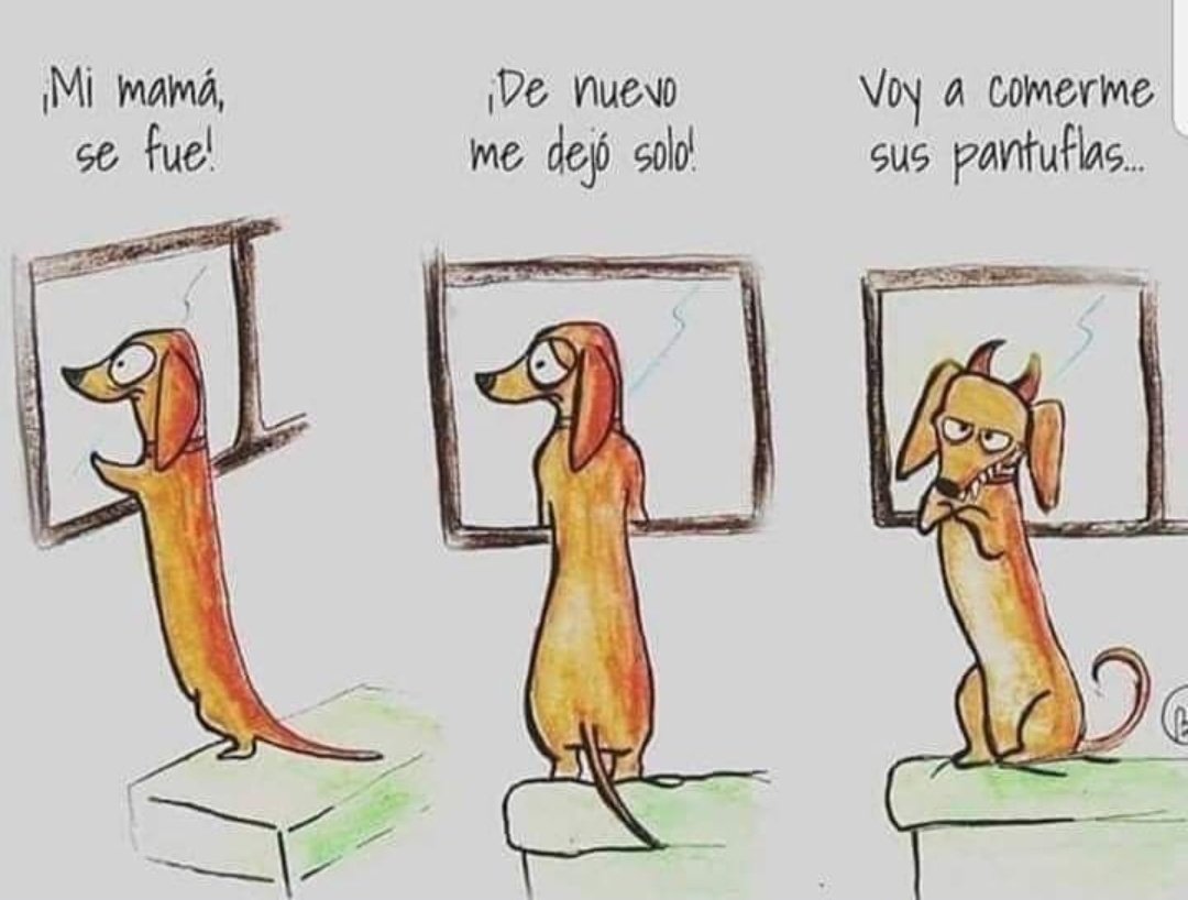 andreafranc04's tweet photo. Problemas de ser animallover!  Me van a dejar sin zapatos  
#AdoptaNoCompres #animallover https://t.co/iOoYuDFCYm