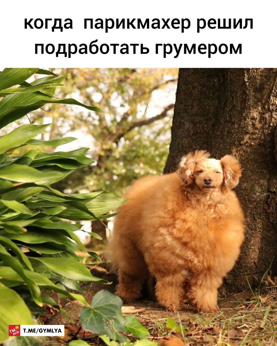 gy_mlya's tweet photo. telegram: https://t.co/7kwkEbAw1y

#Memes #мемы #юмор #шутки #приколы #гымля #gymlya https://t.co/3Kc5duGvW8