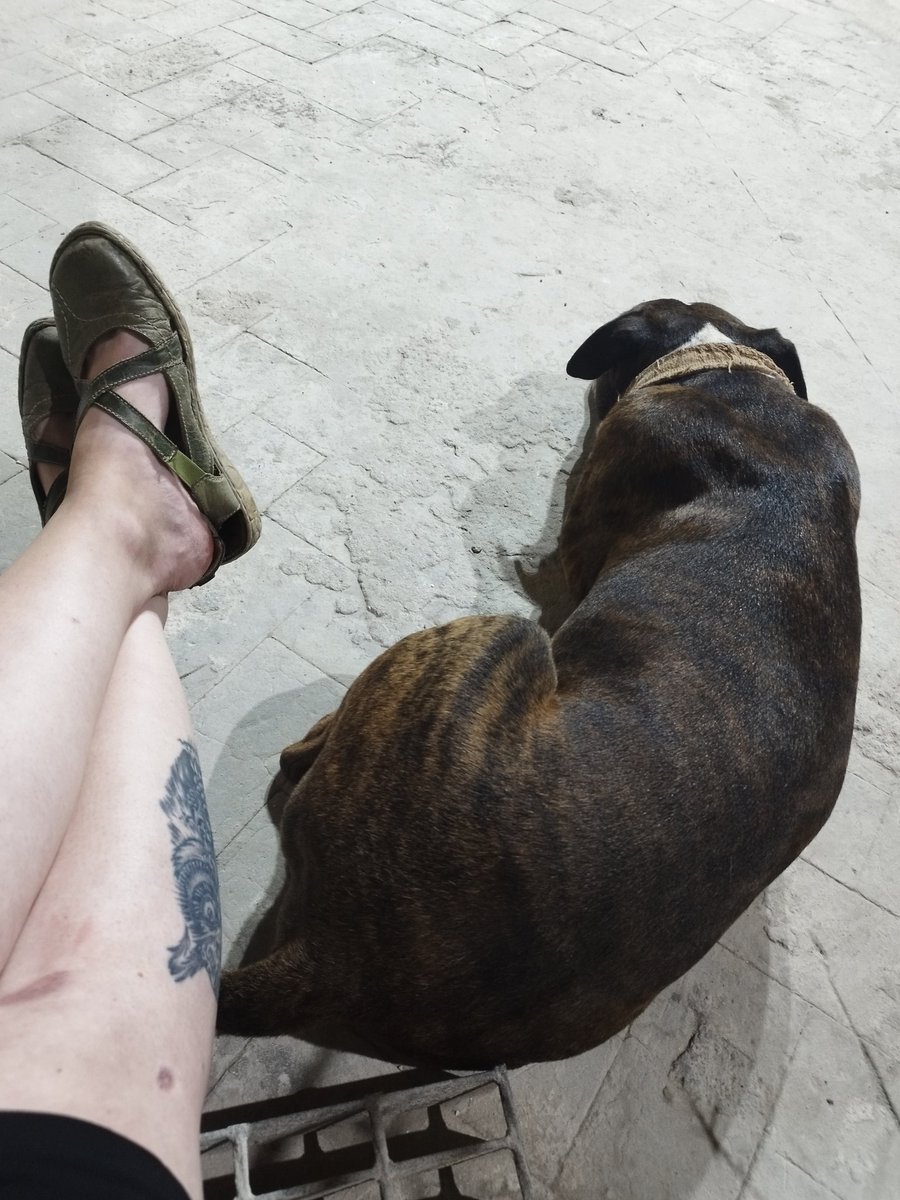 theJebe's tweet photo. Naapurin koira tuli seuraksi. Makas vieressä eka ihan chillisti. Sit alkoi jalkojen nuoleminen ja rapsutusten kerjääminen, joka eskaloitui nopeesti nylkyttämiseks ja yrityksiin päästä mun kämppään. Jotain tuttua täs kuvios on. https://t.co/Nixn824TqM