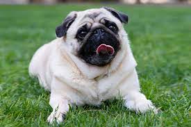 spr trial-1 tweet media