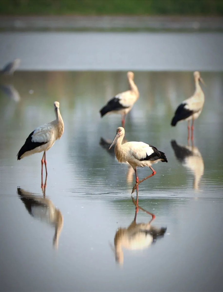 ExploreZhuhai's tweet photo. ๐คฉ Welcome to Pinsha Wetland Park! The scenic wetlands makes the park an excellent place to relax. Visitors can appreciate a plenty of rare migratory birds on pseudo-classic boats along the waterways.
๐ฅ: Xie Juan, Zhang Zhou
#IncredibleZhuhai #DazzlingZhuhai #SummerSplendor https://t.co/gOClW3E2u0
