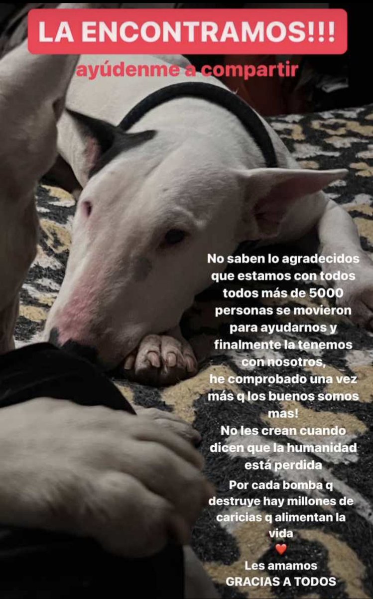 monicapallo's tweet photo. Oreo ya está en su hogar!
Gracias por su ayuda! ❤️
@elcomerciocom @QuitoRetweet @panchoteran https://t.co/bjiHYU1qqt