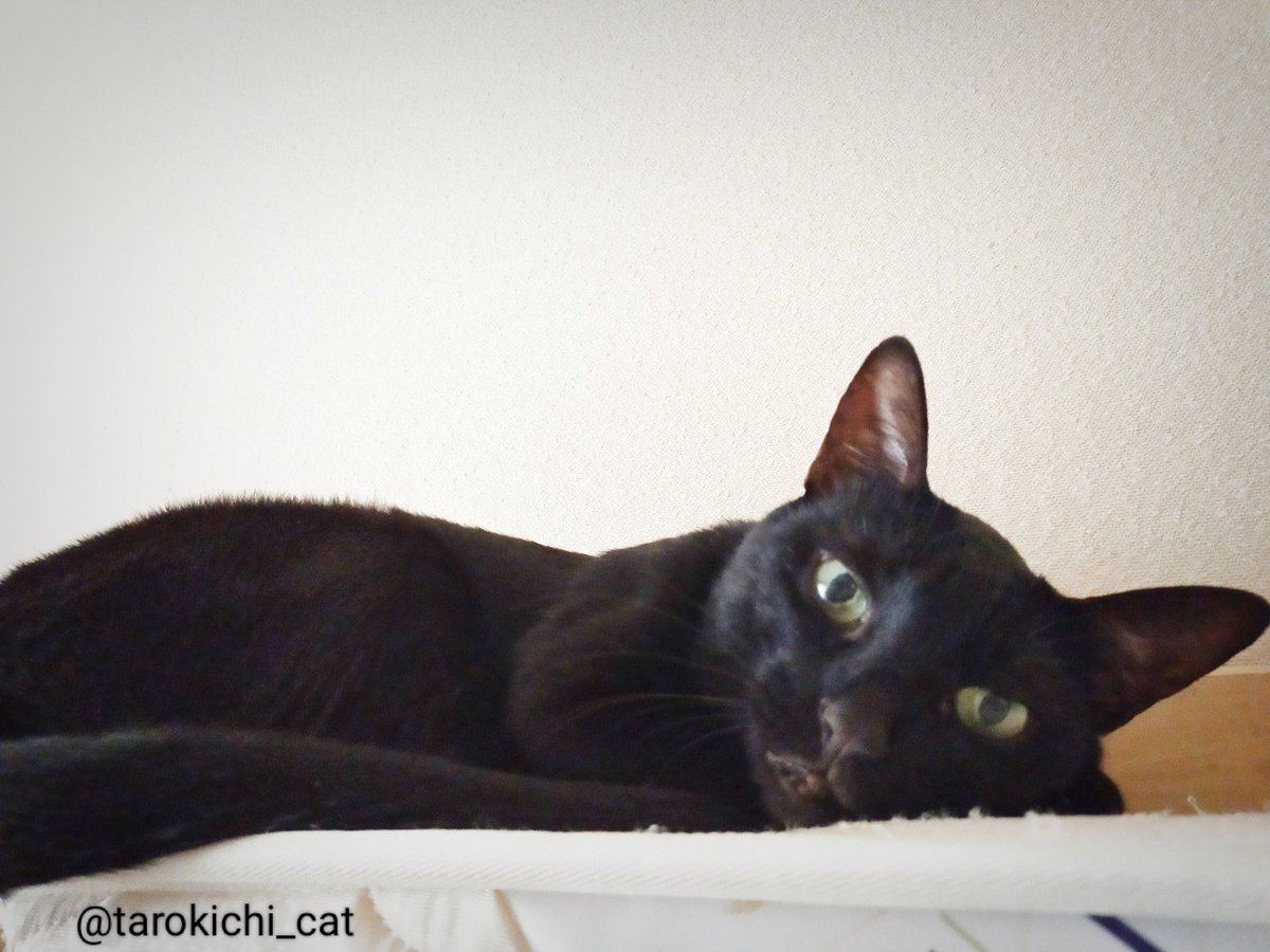 tarokichi_cat's tweet photo. あーつーいー

#blackcat 
#ねこのいる生活 
#猫のいる暮らし https://t.co/ow2OoYBzFH