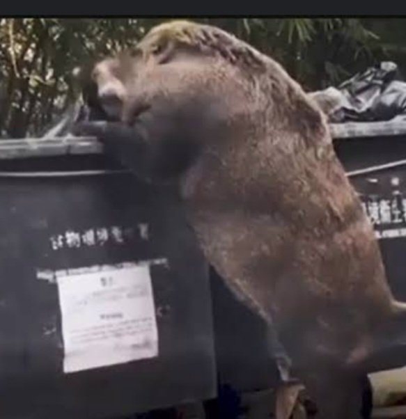 Chris Orfanellis tweet media