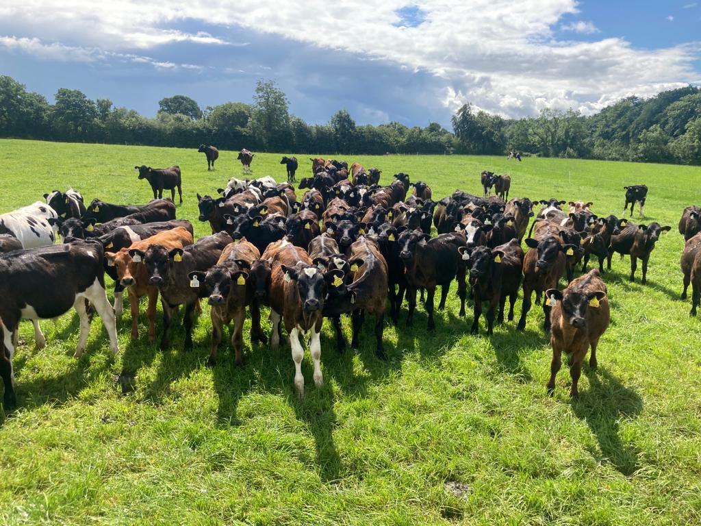 CarberyGroup's tweet photo. The board’s of #Barryroe, @Drinaghagri and @LisavairdCo traveled to Tipperary today to visit the @Ballyvadin farm project. Calves from Shinagh and west Cork farms are being successfully reared to beef. This project is being run by @Shinagh @dawnmeatsgroup and @teagasc to..ctd ⬇️ https://t.co/uhuByRWrFp