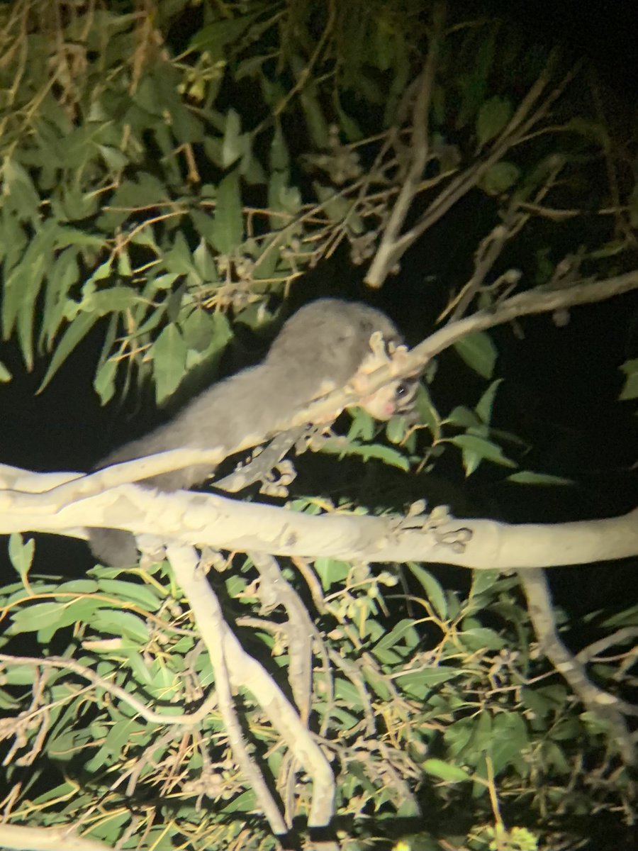 Sometimes you hear the argument that plantings only support common species. I found 7 Squirrel gliders in 3 plantings on a farm tonight. Same plantings have also recently hosted Swift Parrots, Glossy Black Cockatoos,  Pink-tailed Worm-lizards, Superb Parrots + many woodland birds