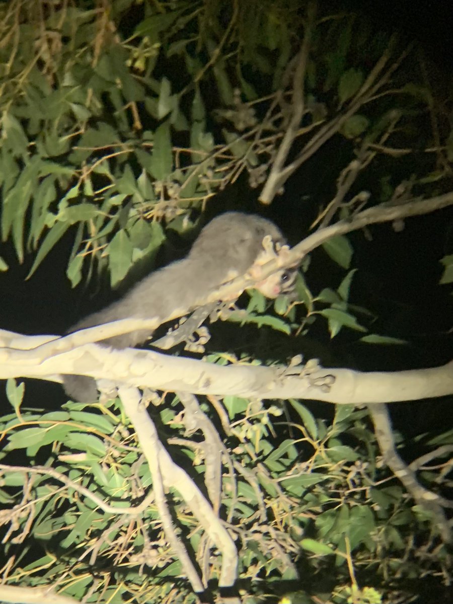 Sometimes you hear the argument that plantings only support common species. I found 7 Squirrel gliders in 3 plantings on a farm tonight. Same plantings have also recently hosted Swift Parrots, Glossy Black Cockatoos, Pink-tailed Worm-lizards, Superb Parrots + many woodland birds