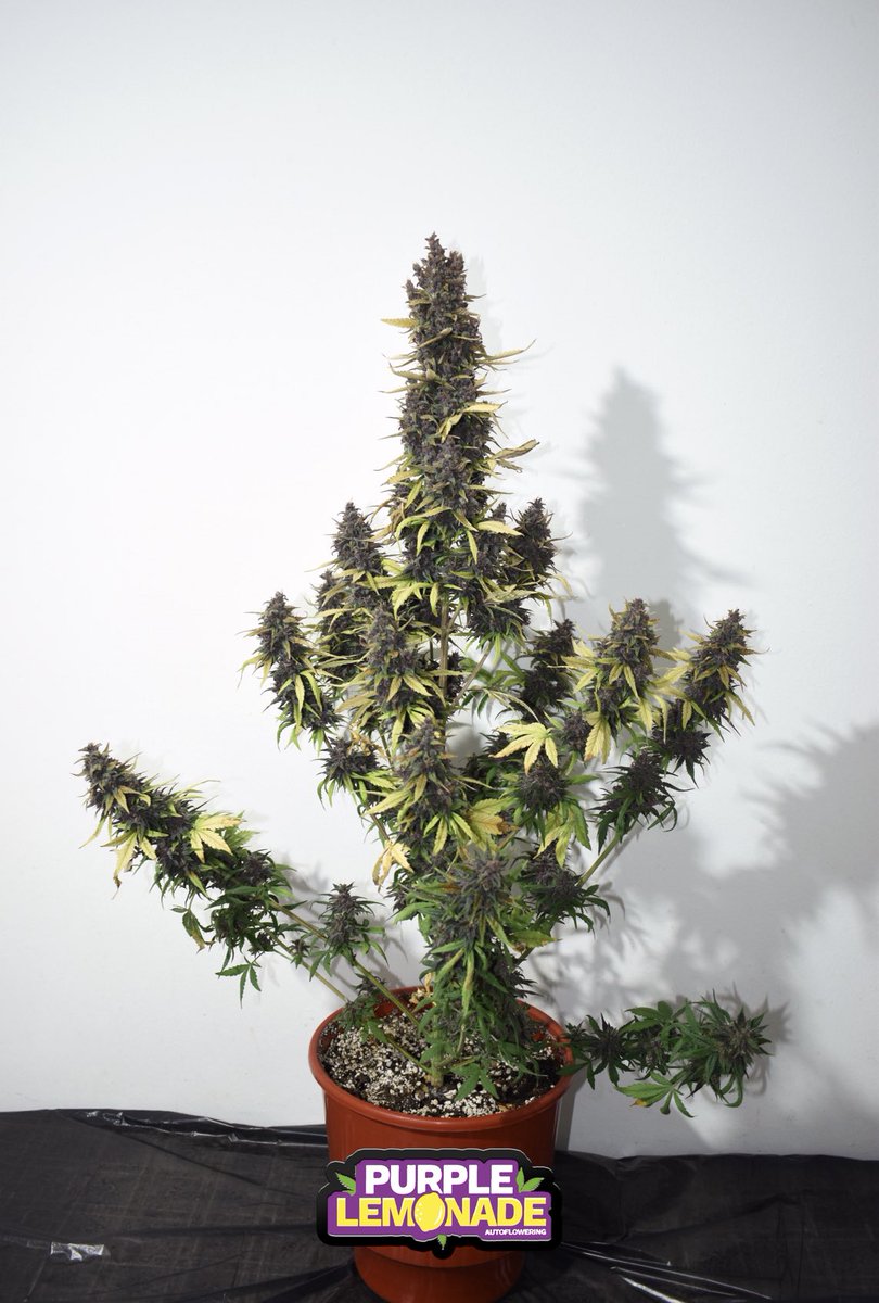 Mazgrowth's tweet photo. Purple Lemonade Auto Harvest Time 🪓🍋 https://t.co/L8vCLiK8pY