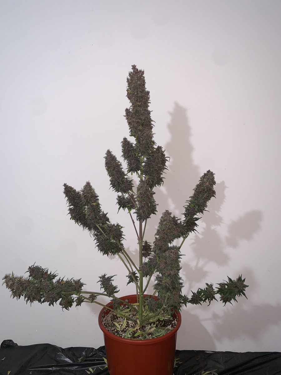 Mazgrowth's tweet photo. Purple Lemonade Auto Harvest Time 🪓🍋 https://t.co/L8vCLiK8pY