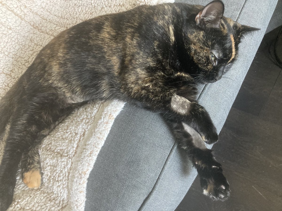 Honey Beard tweet media