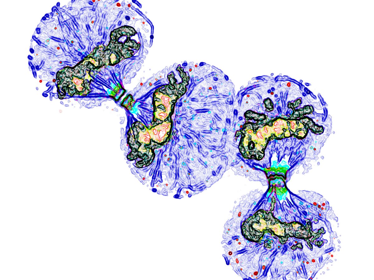 scisignal's tweet image. In this week’s issue, scientists at @UHHilo discover how a motor protein complex named #centralspindlin helps transport an exchange factor that sets the stage for cytokinesis, the final stage in #CellDivision. scim.ag/3j0