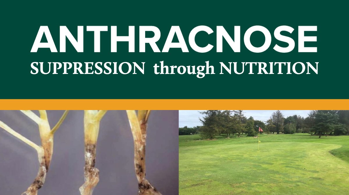 Some of our most important work is researching disease suppression through nutrition in the U.K. where superintendents produce world-class playing conditions under strict fungicide restrictions. See our article by <a href="/J_J_Dempsey/">Dr John Dempsey ⛳️🔬</a> bit.ly/3PRuK78