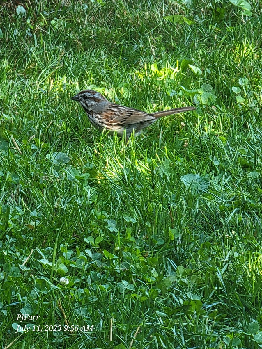 PeggyJoFarr2's tweet image. He is back, #songsparrow.