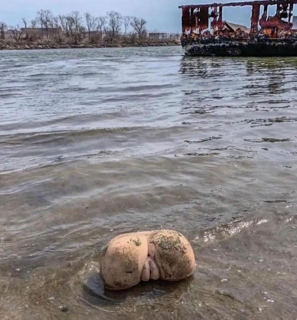 ¿Qué clase de marisco es este?