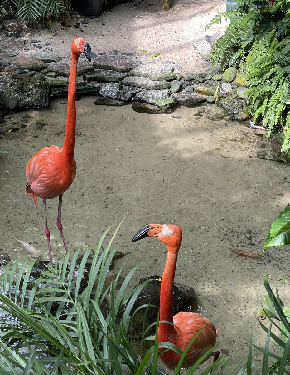 17lifeisgood's tweet photo. Bucket list ✅
A flamazing flamingle experience 🦩🦩 at the Key West Butterfly and Nature Conservatory with Rhett & Scarlett
#mrsleisterssecondgrade #keywest #keywestlife #rhettandscarlett🦩🦩 #keywestbutterflyandnatureconservatory #flamingle @MTPSNJ @FJDugan @DuganPta https://t.co/gaQ9NiQxke