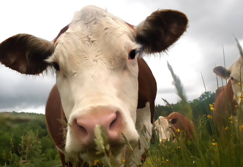 thewrcgroup's tweet photo. While every day here at The WRC Group is Cow Appreciation Day, today is another good opportunity to recognize the hard work of our mutuals and their clients to support the bovine-related industries in our communities and beyond. #cowappreciationday https://t.co/EjVgUfgUnh