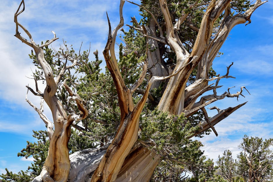 SustainableJC's tweet photo. #TreeTriviaTuesday 🌳What is the oldest known tree species on Earth?

A. Bristlecone Pine
B. Redwood
C. Spruce

#TreesAreKey #TreeStewardship #TreesMakeMeHappy #TreeLovers #GreenYourFeed #TreesForTheFuture #UrbanForestry #GreenJC #PlantAHappyTree #JerseyCity #NewJersey https://t.co/Ht6RFce5Nz