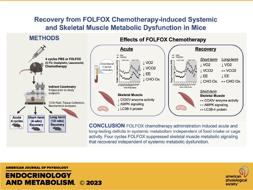 APS Publications (@apspublications) on Twitter photo New in <a href="/AJPEndoMetab/">AJP-Endocrinology and Metabolism</a>: Authors from <a href="/uthsc/">The University of Tennessee Health Science Center</a> <a href="/UofMHealthSci/">University of Memphis College of Health Sciences</a> <a href="/UF/">FLORIDA</a> studied the effects of #FOLFOX #chemotherapy on systemic/skeletal muscle metabolism in mice & found that it induces long-lasting deficits in systemic #metabolism (Halle et al.)
ow.ly/7sjQ50P8u7X
#ColonCancer New in <a href="/AJPEndoMetab/">AJP-Endocrinology and Metabolism</a>: Authors from <a href="/uthsc/">The University of Tennessee Health Science Center</a> <a href="/UofMHealthSci/">University of Memphis College of Health Sciences</a> <a href="/UF/">FLORIDA</a> studied the effects of #FOLFOX #chemotherapy on systemic/skeletal muscle metabolism in mice & found that it induces long-lasting deficits in systemic #metabolism (Halle et al.)
ow.ly/7sjQ50P8u7X
#ColonCancer