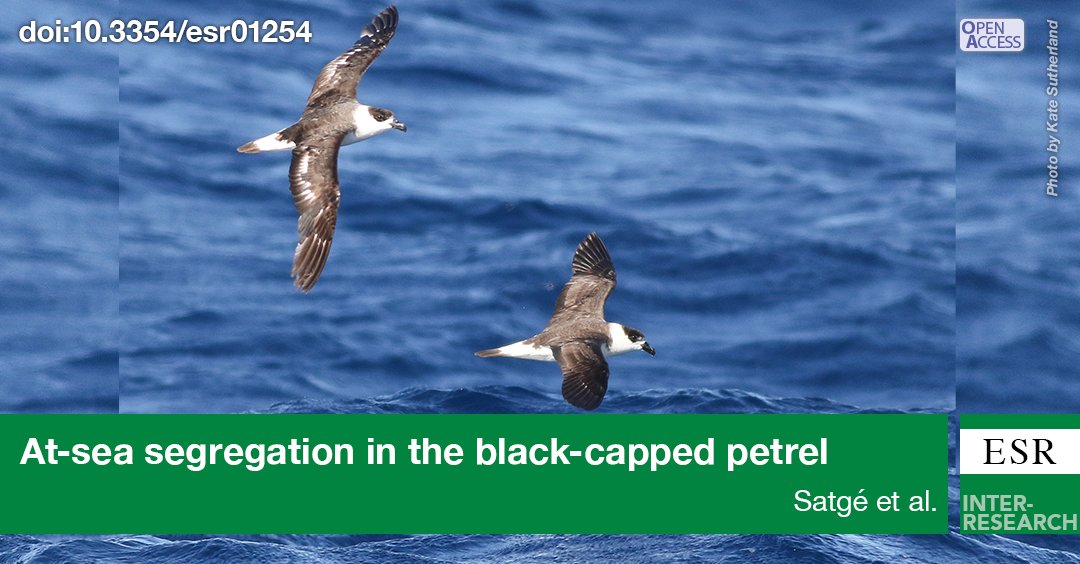 Endangered black-capped petrels nest in the Caribbean but winter in the western North Atlantic. The two phenotypes have distinct distributions and different exposure to pollution, fisheries, marine traffic, marine energy production #seabirds #ornithology bit.ly/esr_51_183