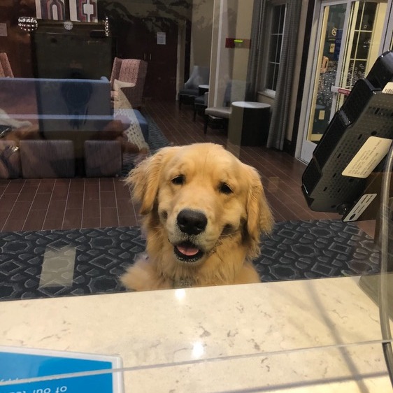 HamptonInnNH's tweet photo. All American Pet Photo Day is joyfully celebrated each year on July 11.  Go ahead and snap a photo of Fido to share.  Bet you can't beat our photo.
🐶 🐕 🌭 🦮 🐩 #hilton #hamptonality #pets #fun #celebrate #newhampshire https://t.co/pOHtcflL0A