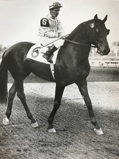 HORSERACING1002's tweet photo. ONE COUNT🇺🇸1949
(COUNT FLEET - ACE CARD BY CASE ACE)
#OneCount
B/ Walter M. Jeffords (Ky)1949.
O/ Sarah Jeffords
T/ Oscar White. 
23-9-3-3----$245,62511952 champion 🏆 3yo Colt and Horse of the year. 
Belmont S, Jockey Club Gold Cup,  Empire City Gold Cup, Travers S. https://t.co/6gHND6DZY1