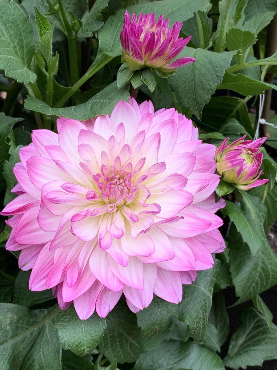 Dahlia in season #garden #flowers