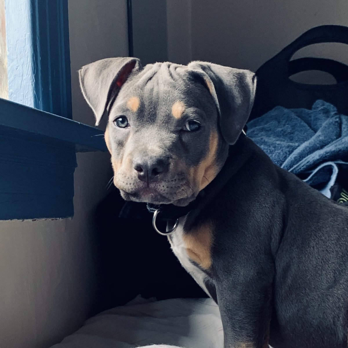 If this post has found your TL, you have been visited by Taco Angel and will have a blessed Tuesday. 🕊️💫