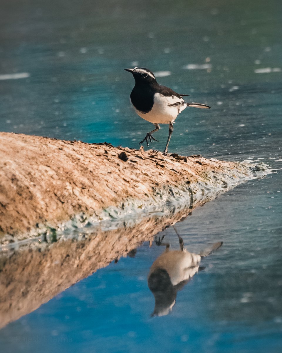 White-browed wagtail on a dried tree log submerged in a pond.
#Reflections #IndiAves #ThePhotoHour #birdphotography #BirdTwitter   @birdnames_en