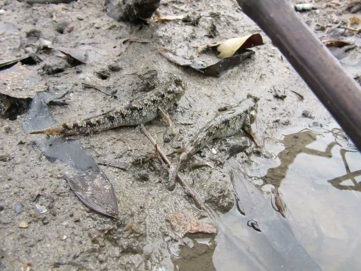 natr_natro's tweet photo. Did you know that mangrove cleanups aids the burrowing effect of mudskippers by maintaining the mud substrate!
#mangrovesmatter #NATRO #marineconservationist #biodiversityprotection https://t.co/NaaruUiE6L
