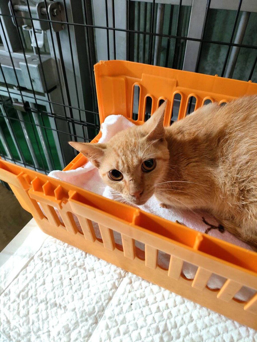 apshanada111's tweet photo. 🆘里親募集🆘
🆘18日‼処分対象・飼主持込♂命を繋ぎたい🆘
2匹飼主持込で収容
引出しサポートします
⚠️センターへ里親希望ではない安否確認、クレームは絶対にご遠慮下さい！
長門健康福祉センター（県外にも譲渡）
掲載者ちびたまのしっぽ愛護会
https://t.co/bTVCBI2kxE 

https://t.co/4YQiEFOIW4 https://t.co/HrzggW7Hvi