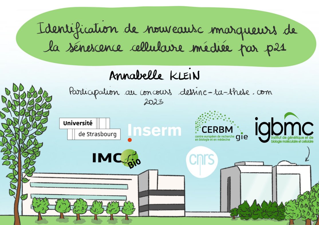 👩‍🔬✏️ @annblkln recently took part in the <a href="/dessinetathese/">dessine-ta-these</a> competition. The #PhD student from @thebillkeyes's lab created a comic strip to present her work on the #cellular #scenescence! 🧬

#Congratulations on a job well done! 👏

👉 Read the comic strip : tinyurl.com/2p988zun