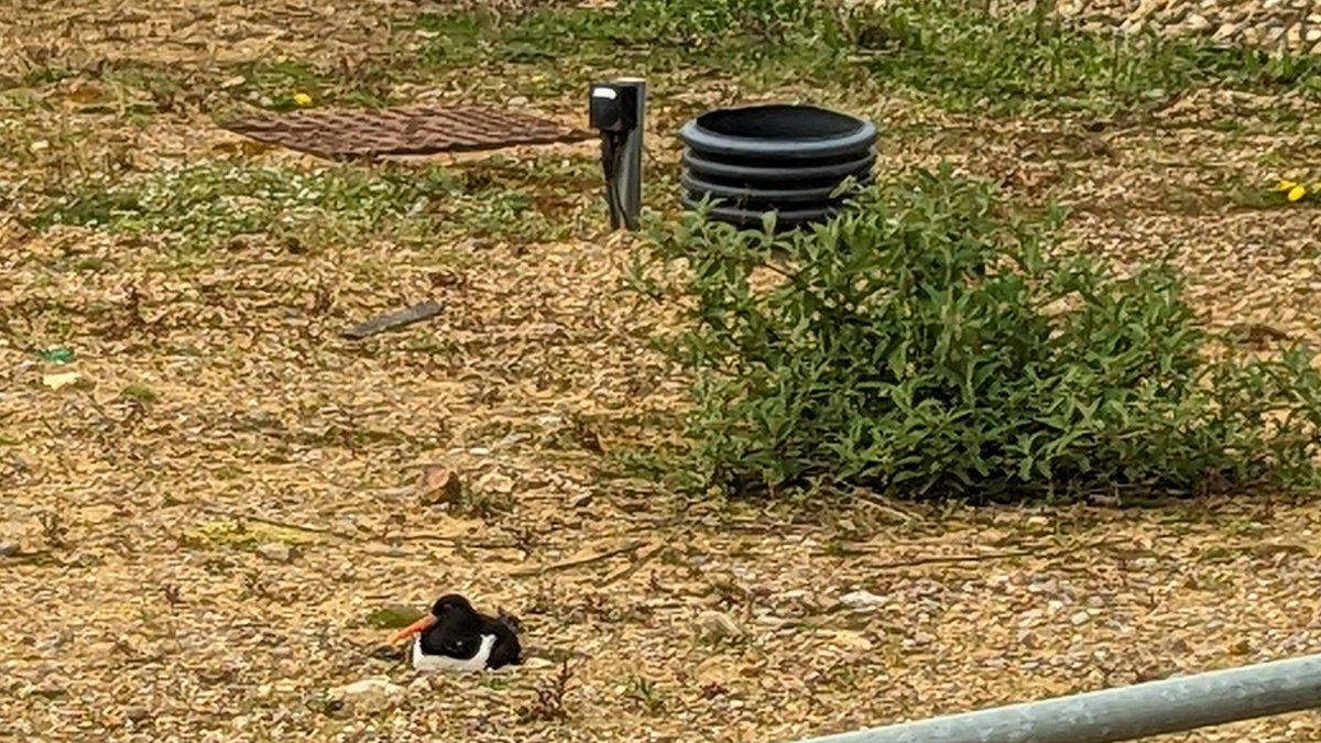 A wading bird, more commonly known as a coastal species, this little oystercatcher recently took up residence at our Stanninghall Quarry, in #Norwich.  

It’s not the 1st time they’ve been spotted either – with the team having seen nesting birds and fledglings since 2017! 🐦🐣