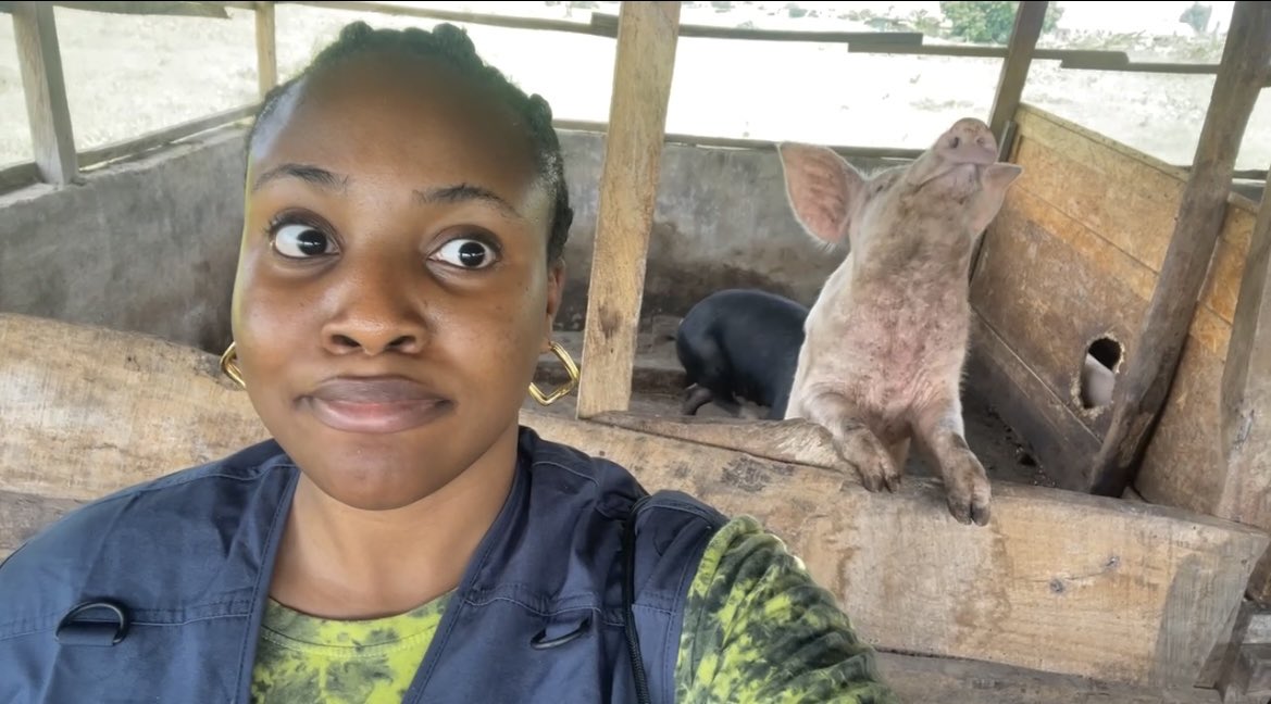 Adetoluwa On Twitter Kudos To All Farmers Out There Visited A Pig pig-cute-cartoon-christmas-free-stock-photo-public-domain-pictures