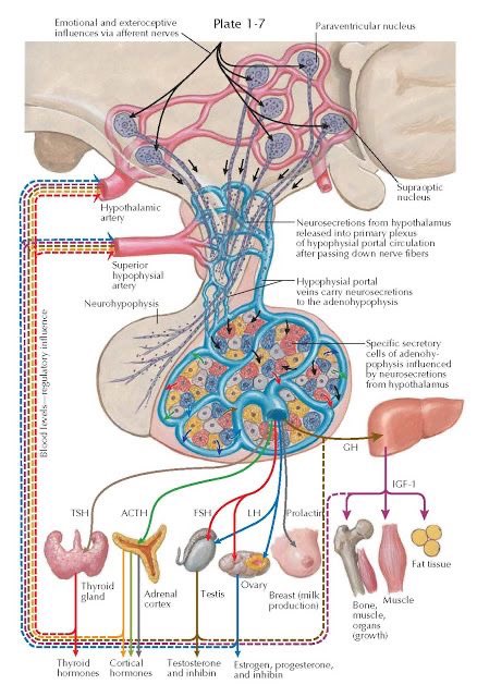 OGdukeneurosurg's tweet photo. Pituitary is so small, size of a pea, yet so powerful. Source: neurosurga and netter https://t.co/GbxPJyzW2G