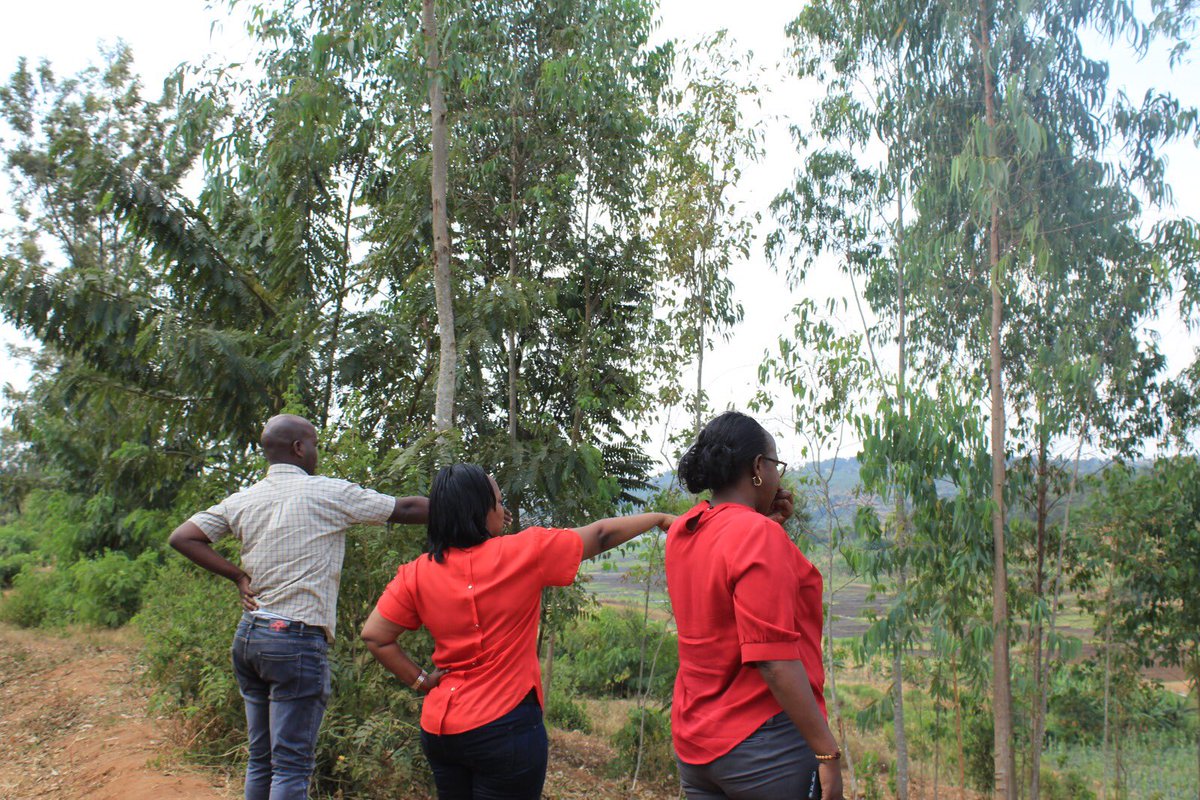 BugeseraDistr's tweet image. Mu rwego rwo gushyira mu bikorwa imishinga ya #TREPA na #COMBIO izatera amashyamba muri @RwandaEast hagamijwe kubungabunga ibidukikije, uyu munsi Vice Mayor @umwalia9 yasuye ahateguriwe pepiniyeri z’ibiti by’inturusu bizaterwa mu mirenge ya @RuhuhaBugesera na @KamabuyeBugese.