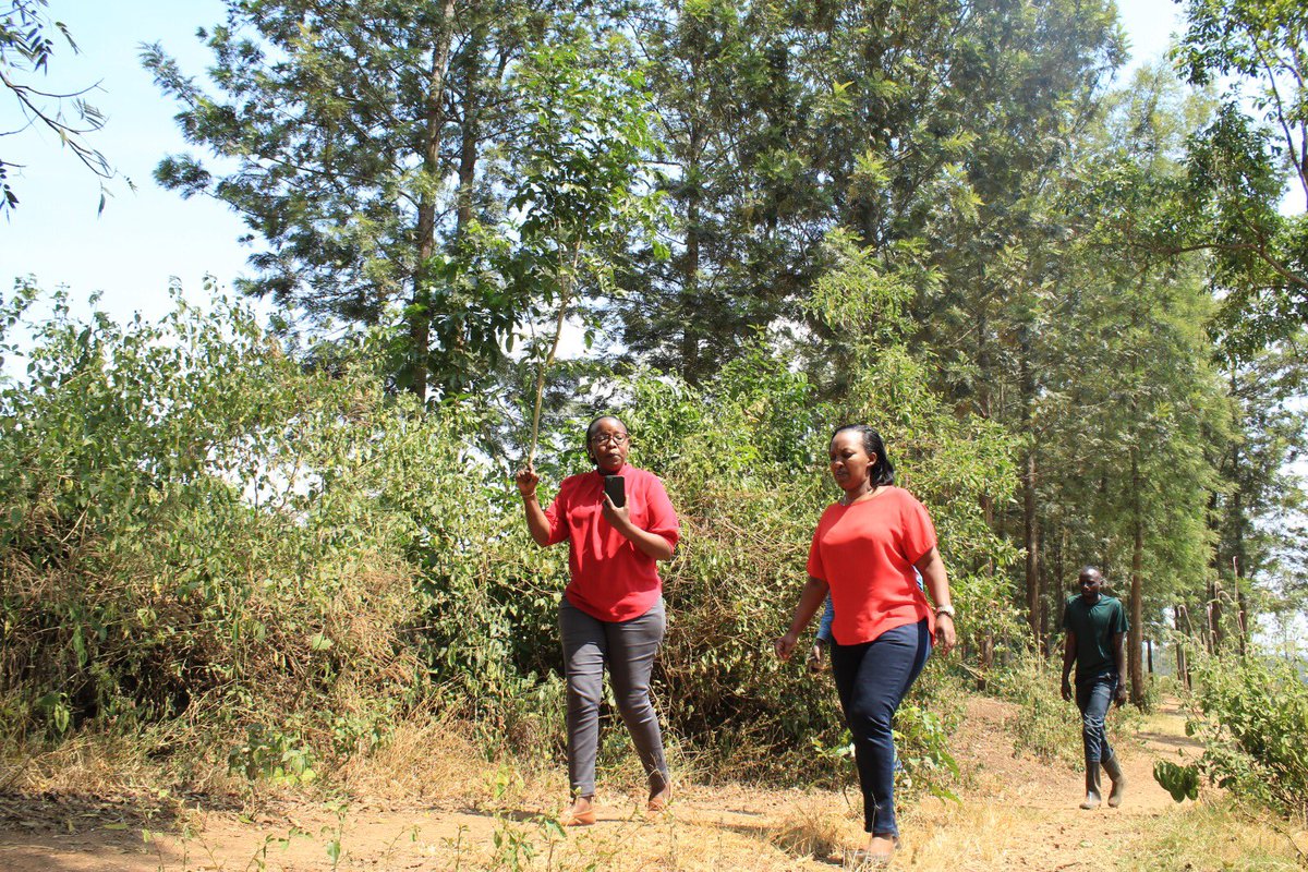 BugeseraDistr's tweet image. Mu rwego rwo gushyira mu bikorwa imishinga ya #TREPA na #COMBIO izatera amashyamba muri @RwandaEast hagamijwe kubungabunga ibidukikije, uyu munsi Vice Mayor @umwalia9 yasuye ahateguriwe pepiniyeri z’ibiti by’inturusu bizaterwa mu mirenge ya @RuhuhaBugesera na @KamabuyeBugese.