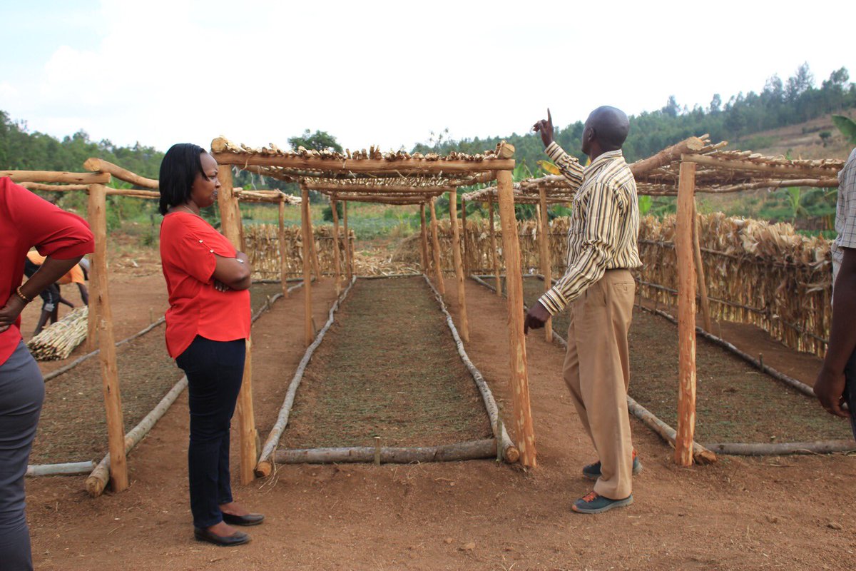 BugeseraDistr's tweet image. Mu rwego rwo gushyira mu bikorwa imishinga ya #TREPA na #COMBIO izatera amashyamba muri @RwandaEast hagamijwe kubungabunga ibidukikije, uyu munsi Vice Mayor @umwalia9 yasuye ahateguriwe pepiniyeri z’ibiti by’inturusu bizaterwa mu mirenge ya @RuhuhaBugesera na @KamabuyeBugese.