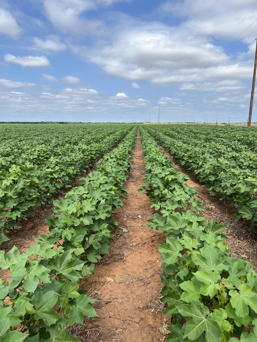 NutrienAg.SouthPlains tweet media