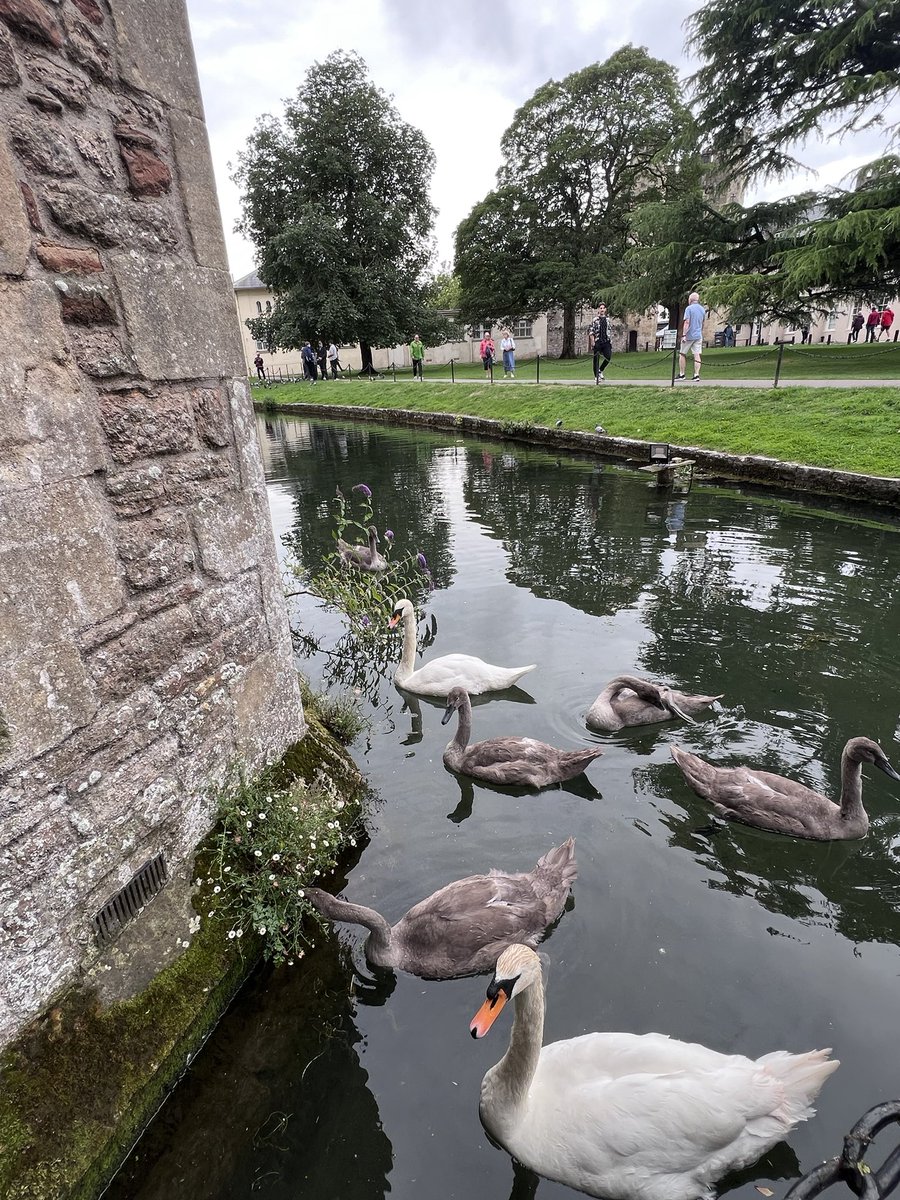 Beautiful swans <a href="/Bishops_Palace/">The Bishop's Palace</a> #Wells #Somerset