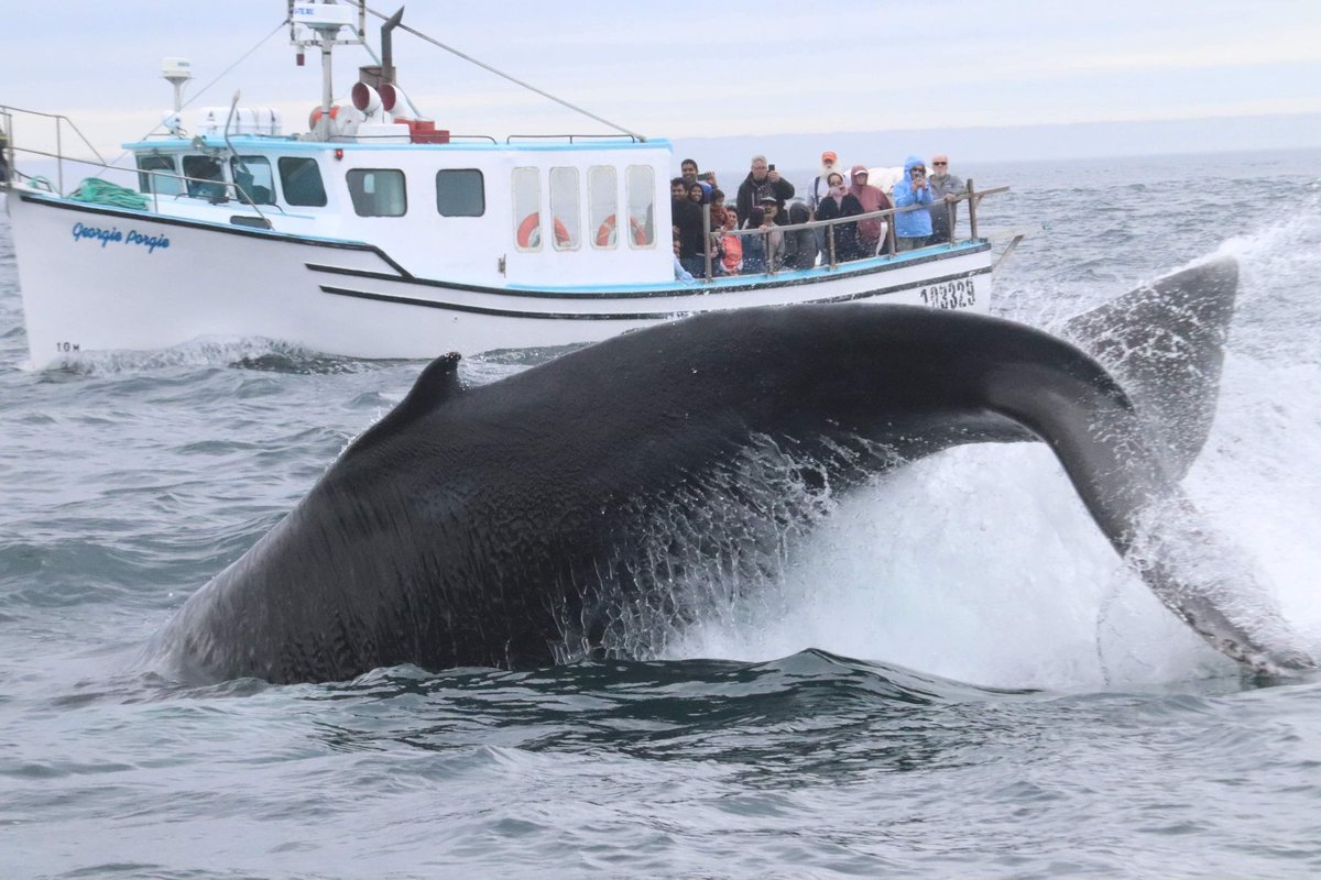 Freeport Nova Scotia 💙🐋 Humpback Calf showing us some moves.  
#whale #whalelover #oceanlover #bayoffundy #novascotia #whalewatching #islandlife #humpback #gentlegiants #hiddengems #mustseeplaces #tourism #canadatourism #digbytourism #marinelife #boattours #sealife #familyfun