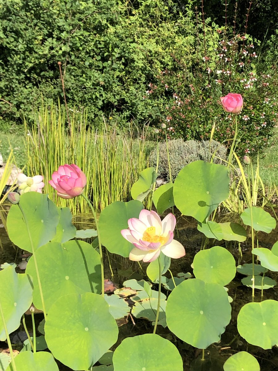 Joyous days with family to stay, and house and garden are ringing with happy chaos. We are all blooming under the summer sunshine - lotus included.#GardeningTwitter #wildlifepond #lotus #lotusflower #mygarden #swfrance #TheLostGardenOfLoughrigg.