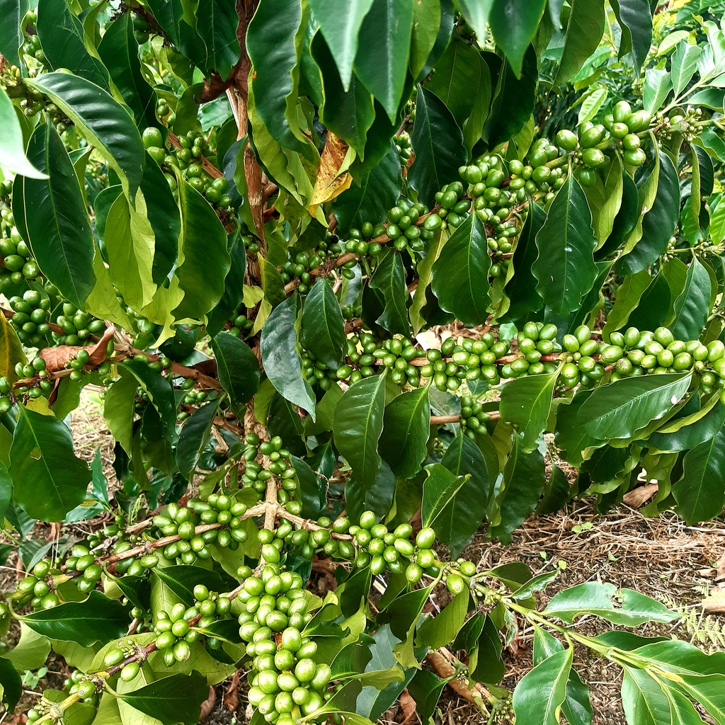 Green coffee cherries ripening in Huila, Colombia, origin of our Palmera Core Coffee.

⁠We're thrilled to have Palmera available in-store in warehouses around the world! Hit the link to learn more.
bit.ly/369Cc8t