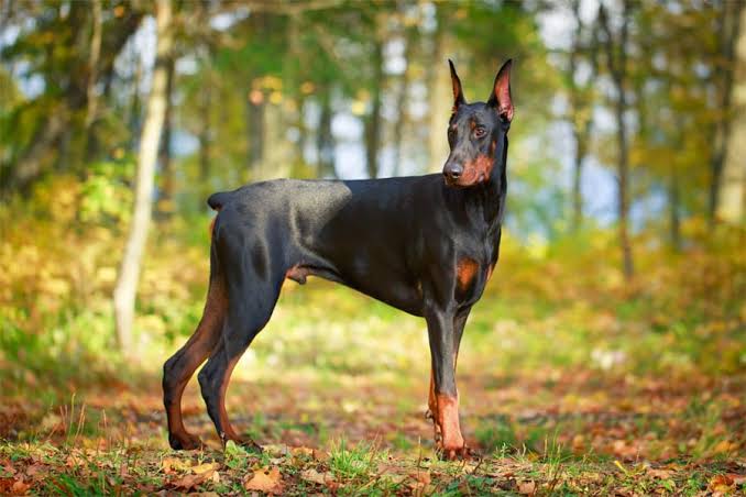 burakjkk1903's tweet photo. Rottweiler DobERMAN 'dan daha sevimli ... https://t.co/Qp9uOAiEYn