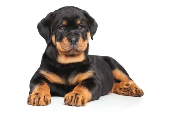 burakjkk1903's tweet photo. Rottweiler DobERMAN 'dan daha sevimli ... https://t.co/Qp9uOAiEYn