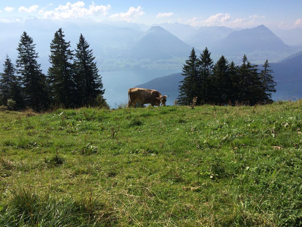 Embassy of Switzerland in the USA tweet media
