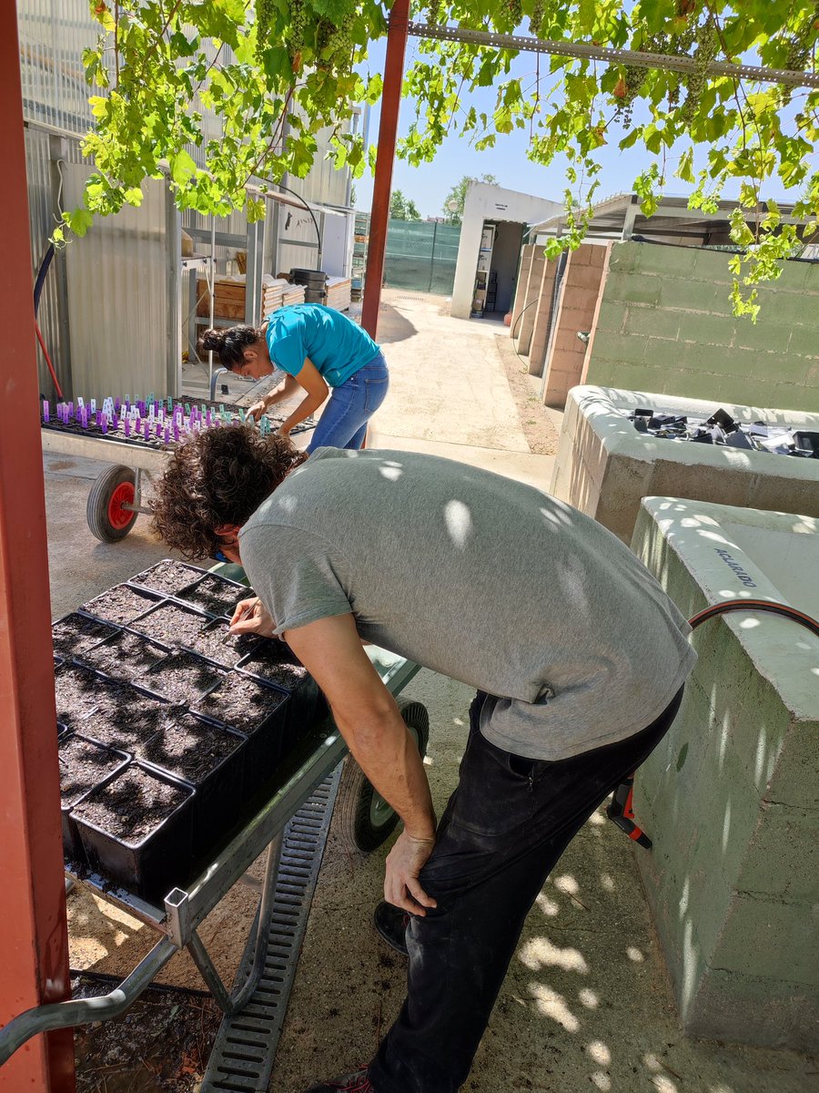 The Crop Diversity Experiment is preparing for the next generation (3.0), of experiments, including wild relatives of our standard crops. But first we need to get to know our new subjects of research and multiply seeds <a href="/URJCcientifica/">URJCcientifica</a> <a href="/BiodiversosU/">biodiversos.urjc</a> #cousin