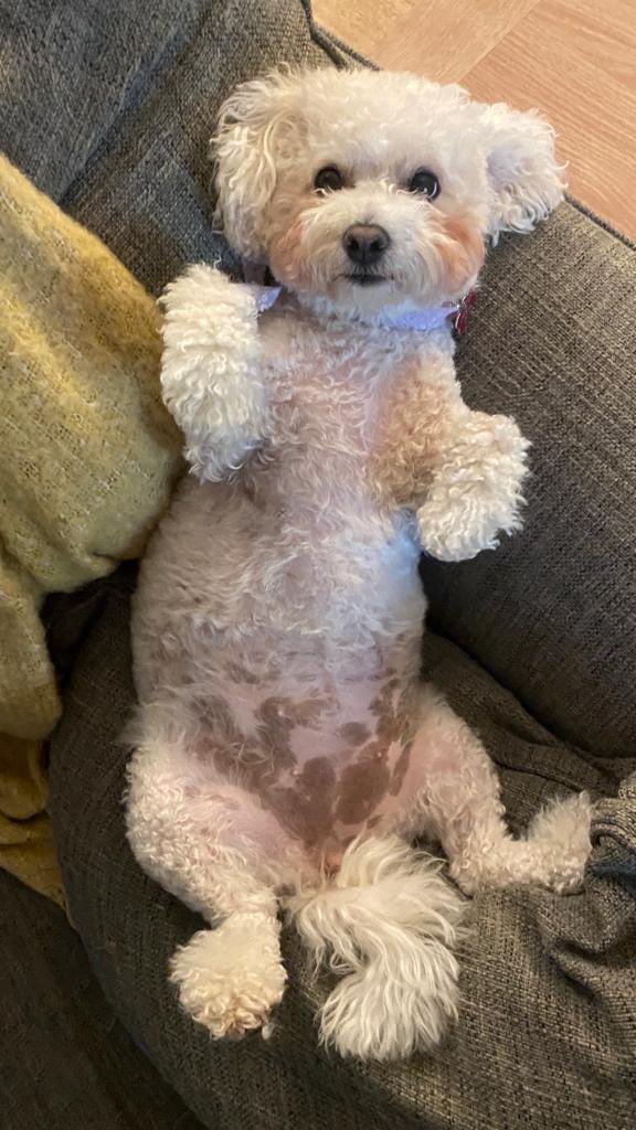 hammonster's tweet image. I need a tummy tickle…any offers? @jenny_bichon @Daisy_Tait @WalshKim @OllyMister191 @OtisBichon @Paw_Palace @Monty_Bichon @dog_winky @WBichon